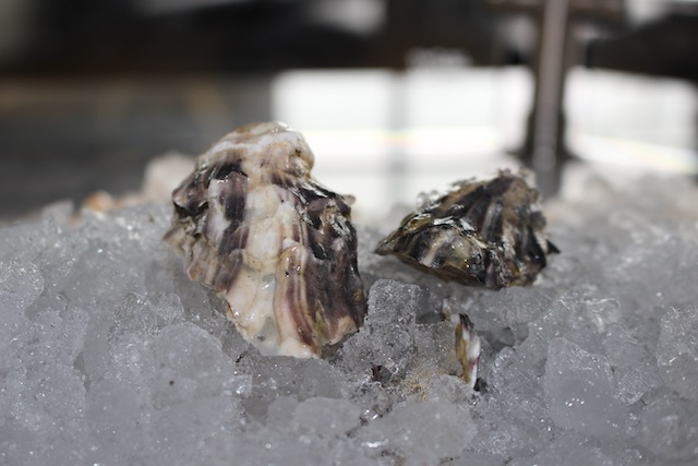 Oysters close up